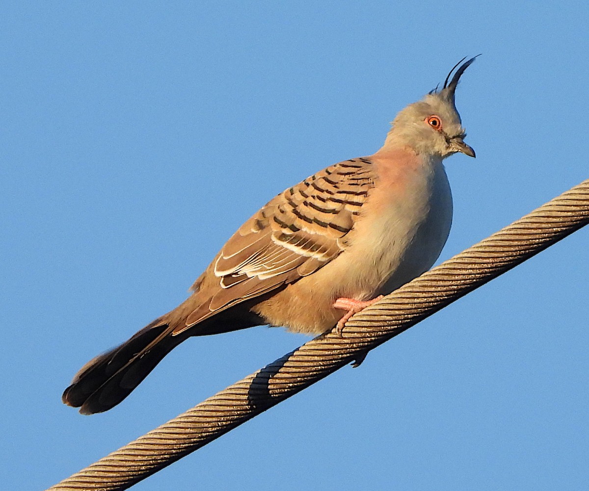 Crested Pigeon - ML620332808