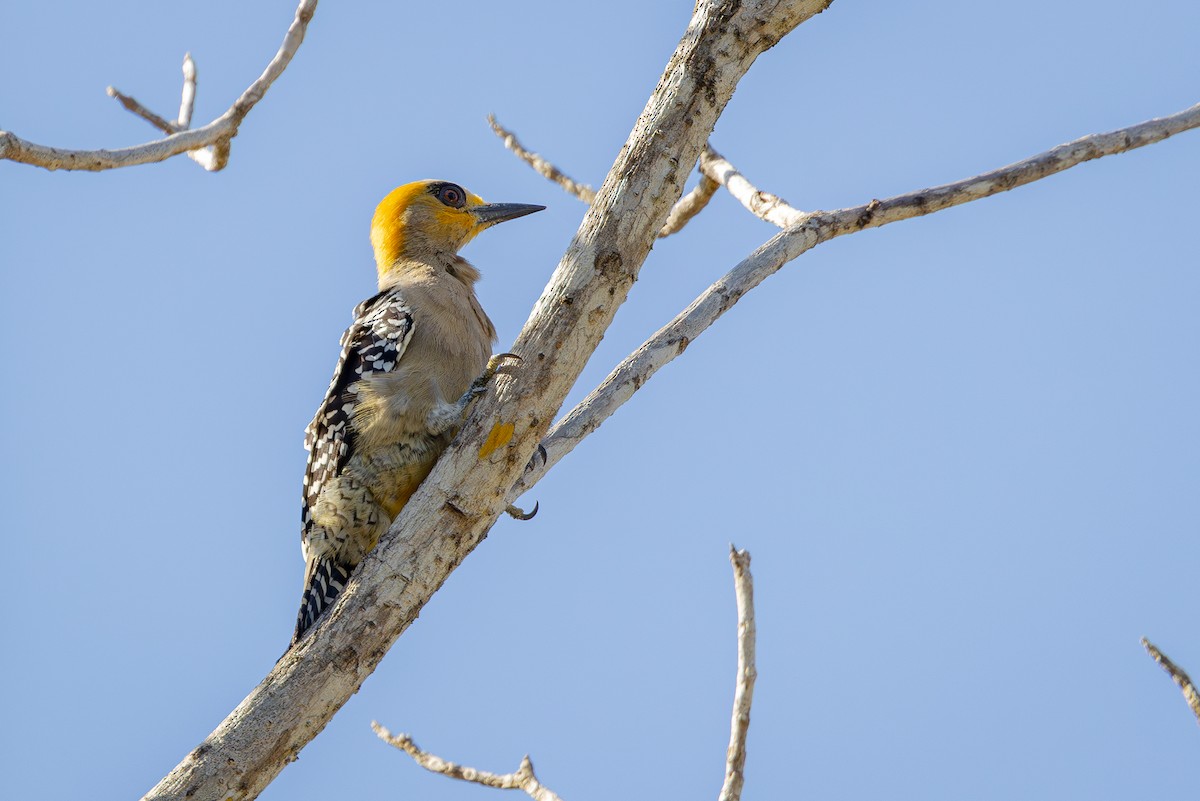 Golden-cheeked Woodpecker - ML620332815
