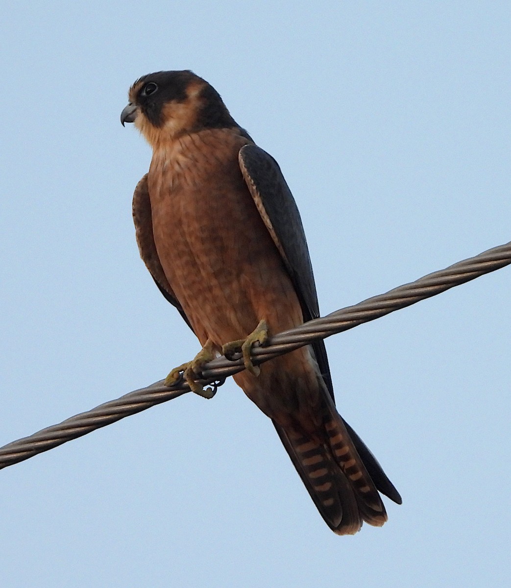 Australian Hobby - ML620332819