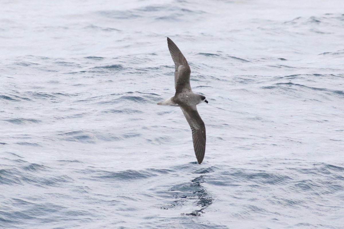 Fea's Petrel - ML620332824