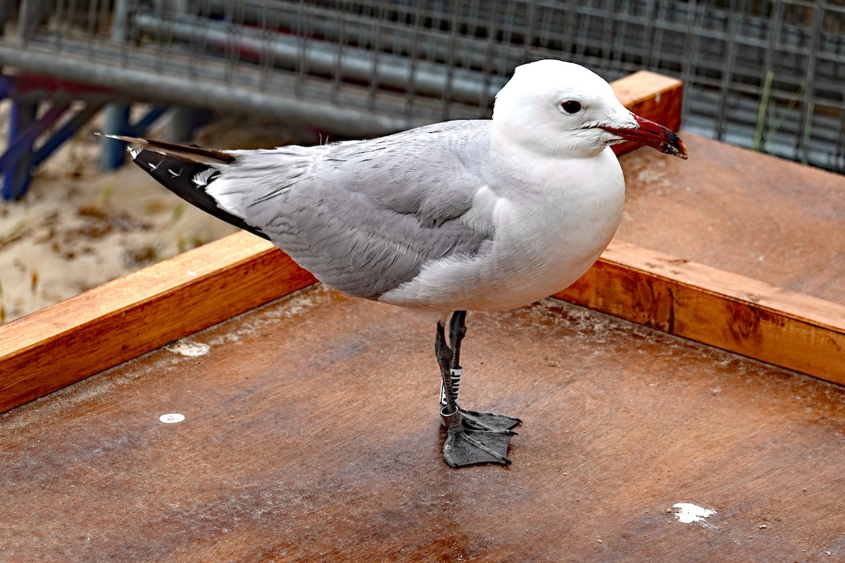 racek zelenonohý - ML620332828