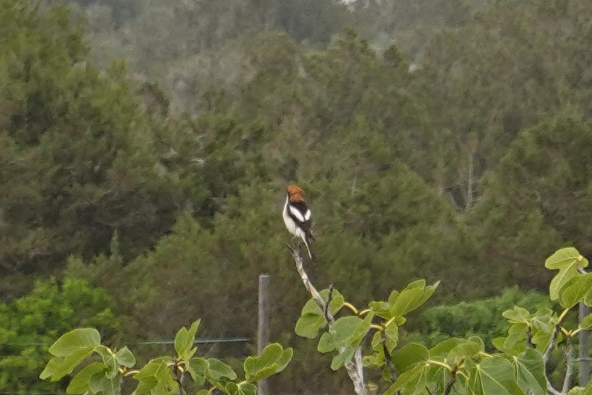 ťuhýk rudohlavý - ML620332830