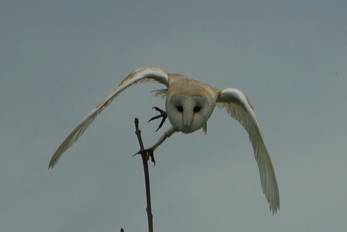 Barn Owl - ML620332832