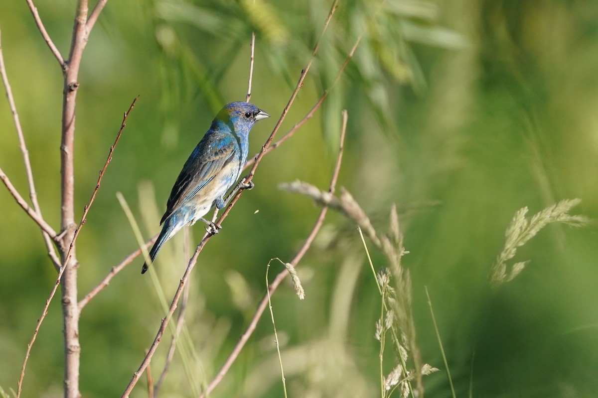 Passerin indigo - ML620332843