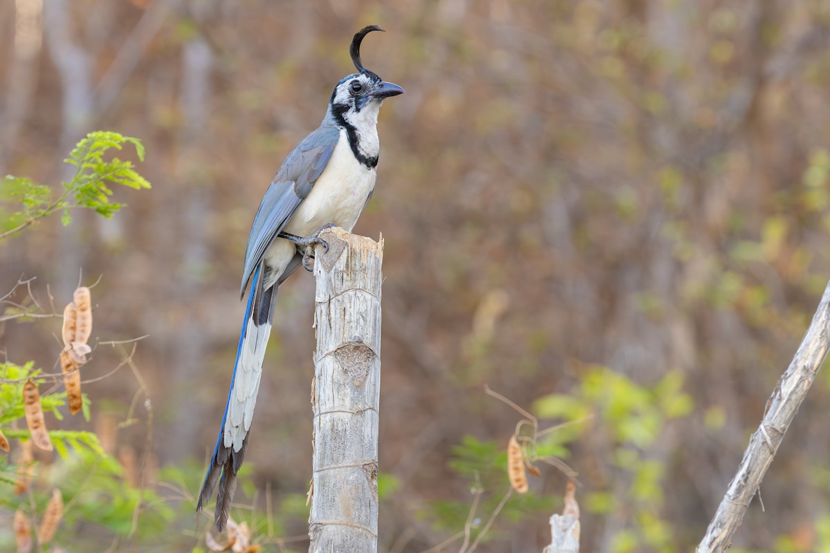 White-throated Magpie-Jay - ML620332848