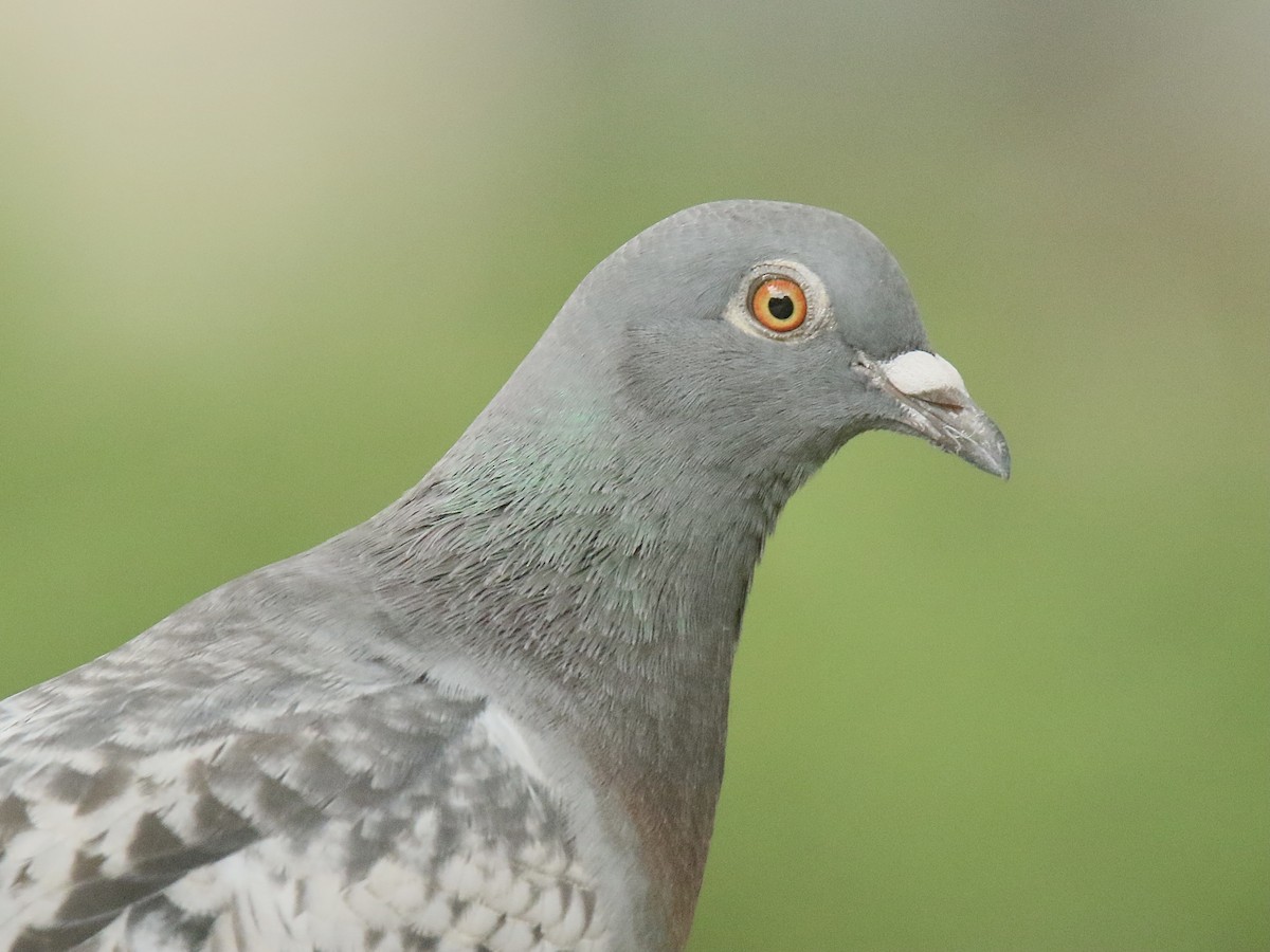 Rock Pigeon (Feral Pigeon) - ML620332852