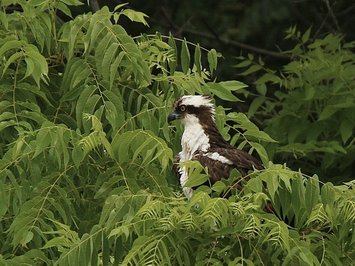 Osprey - ML620332853