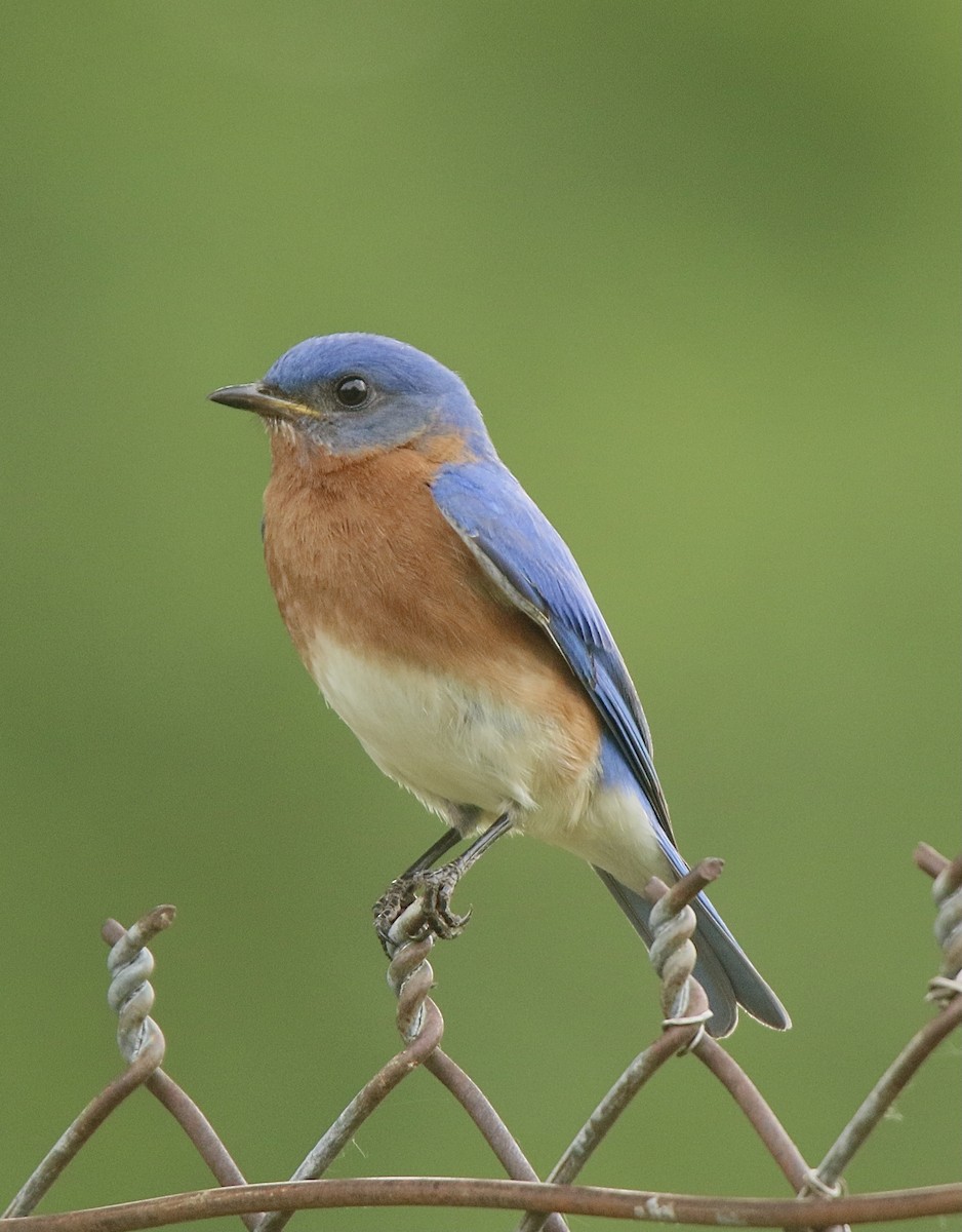 Eastern Bluebird - ML620332860