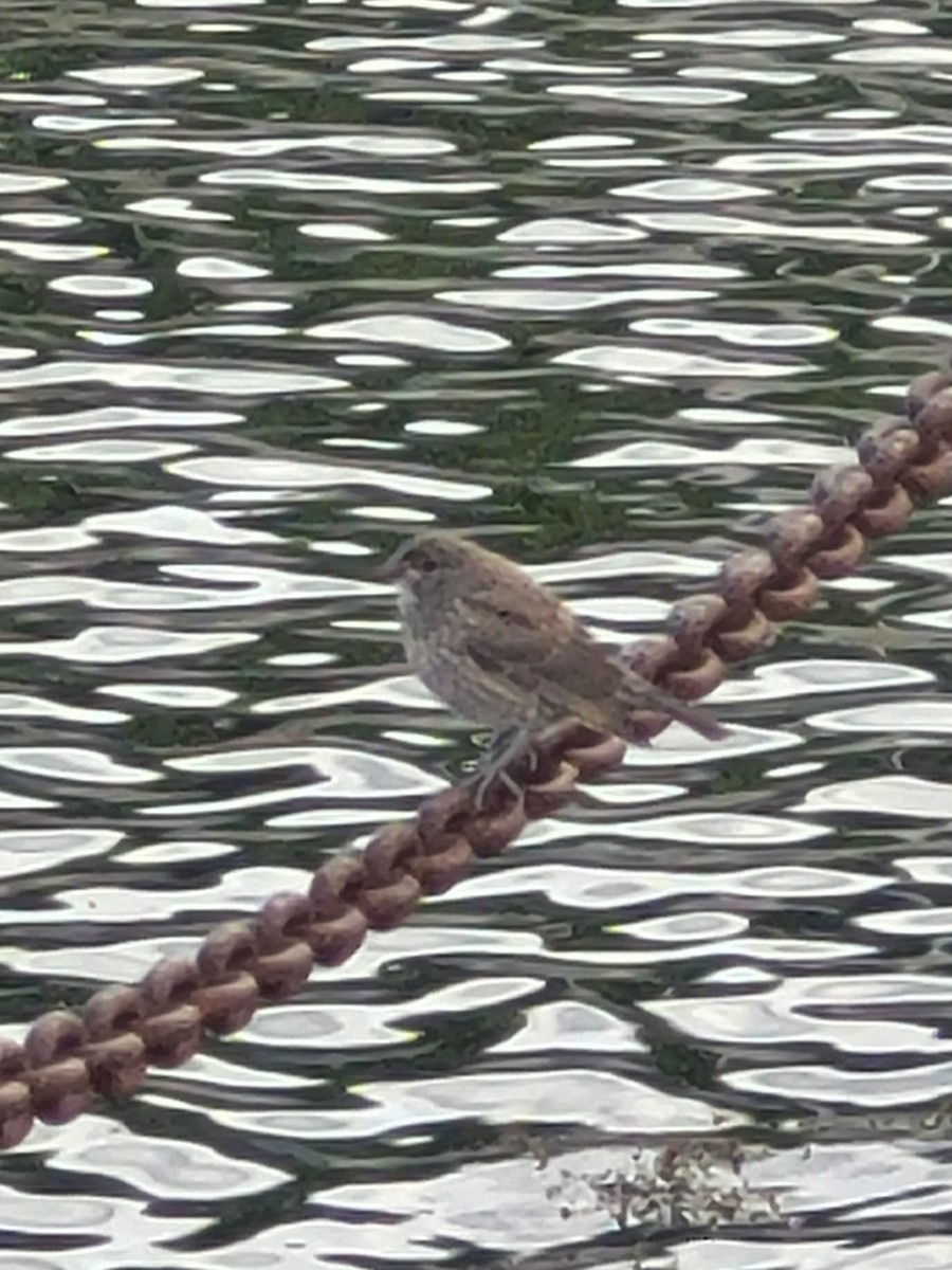 Brown-headed Cowbird - ML620332891