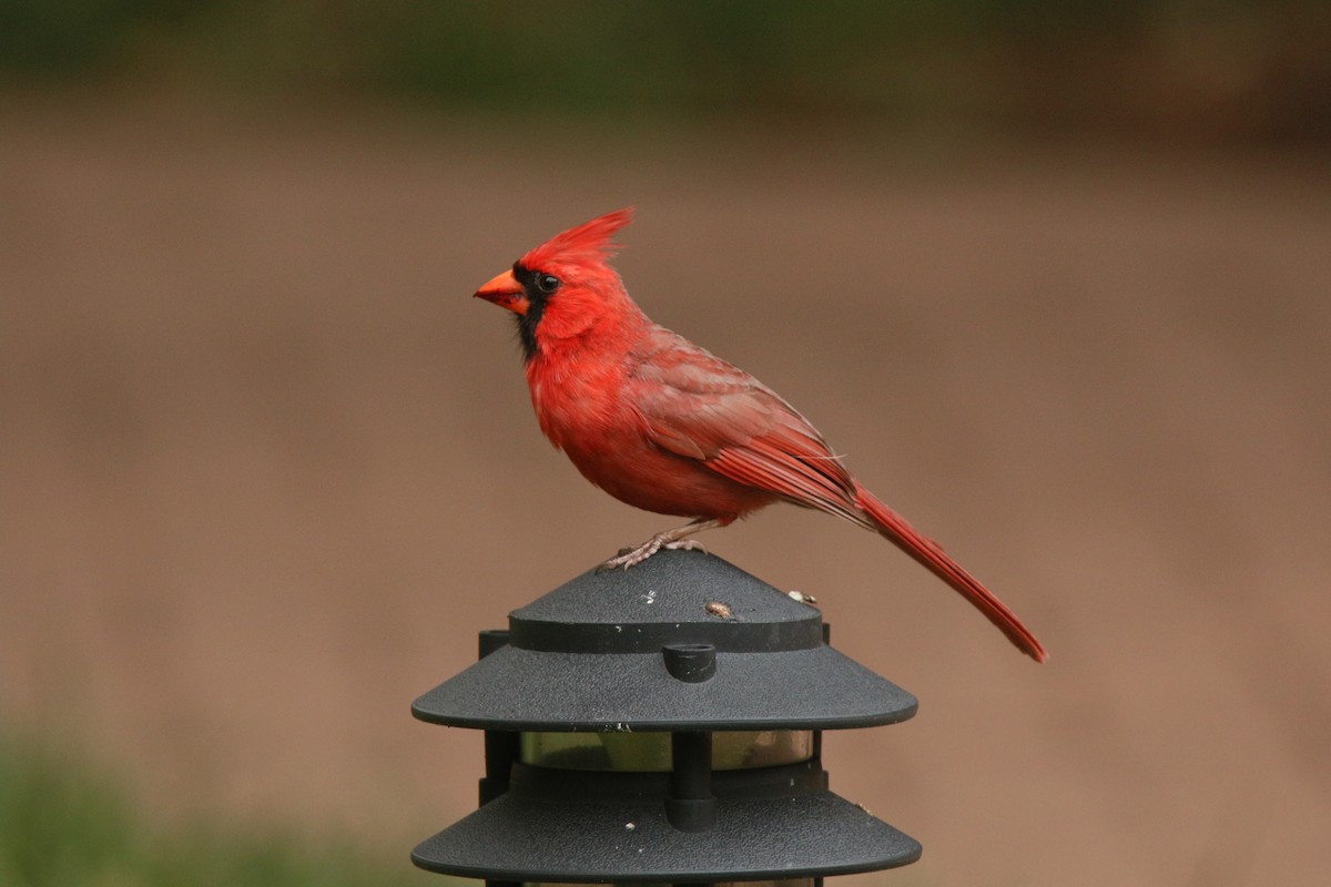 Northern Cardinal - Howard Patterson