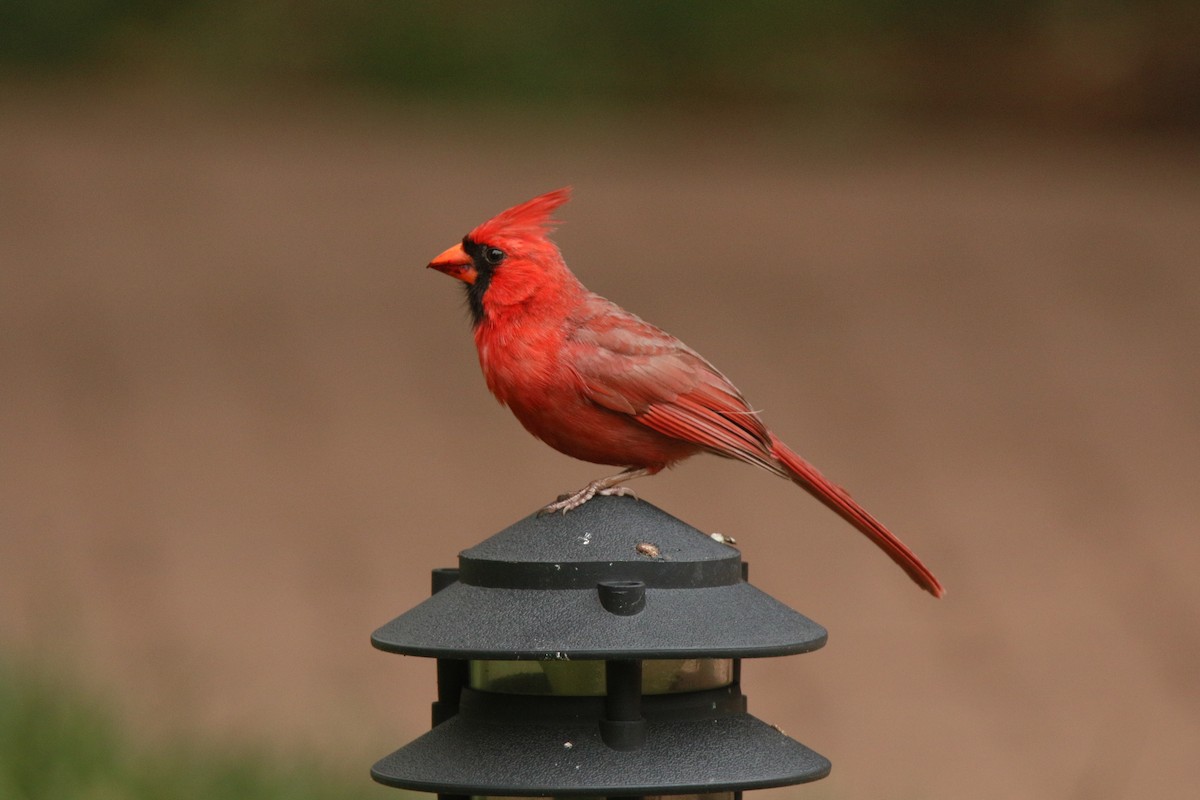 Northern Cardinal - ML620332893