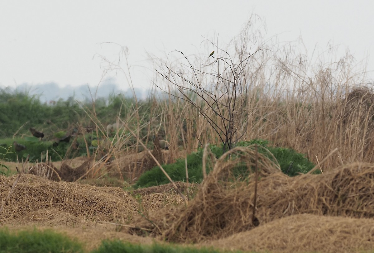 Asian Green Bee-eater - ML620332894