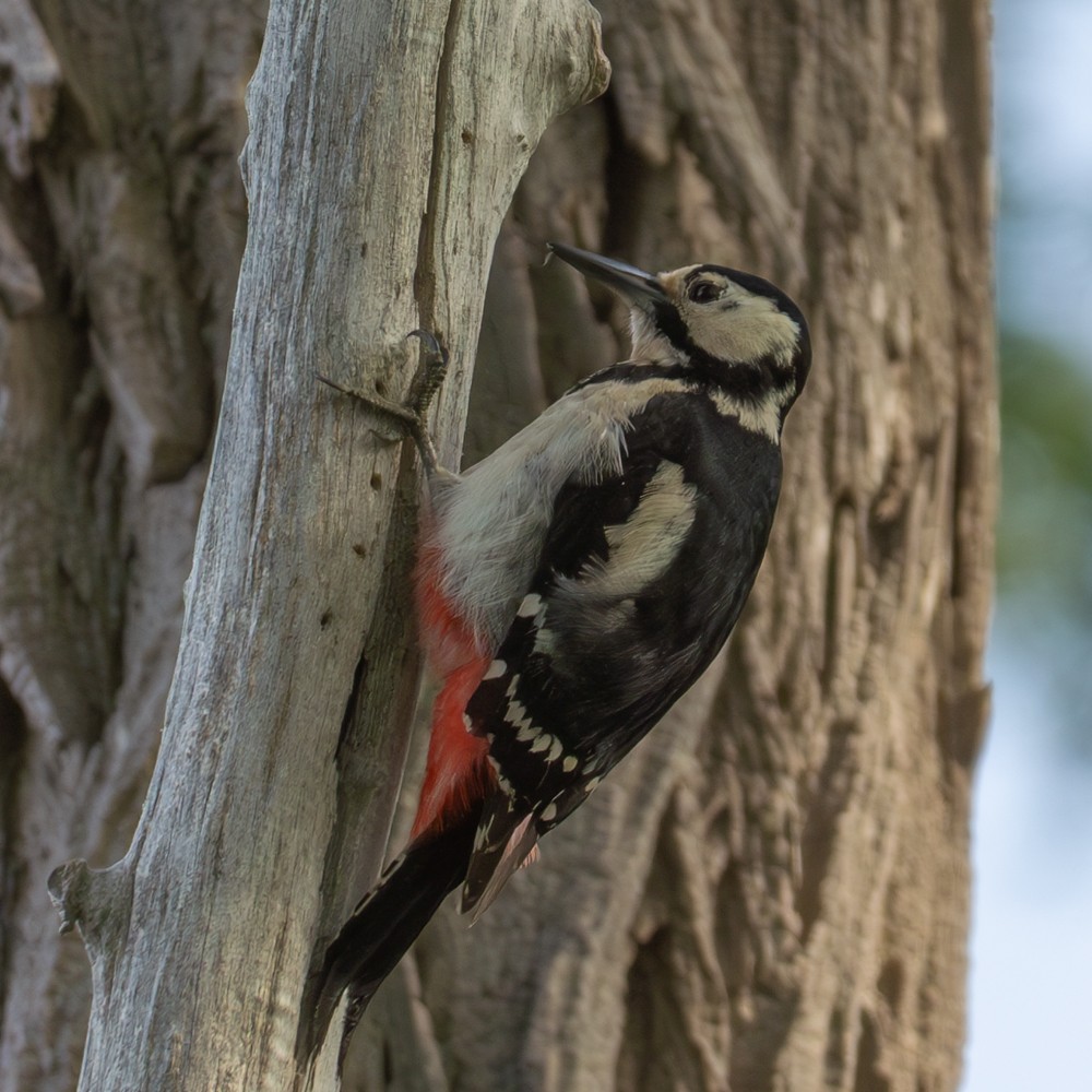 Great Spotted Woodpecker - ML620332903