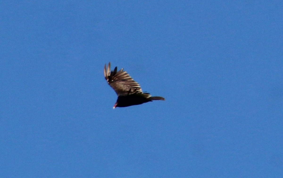 Turkey Vulture - ML620332923