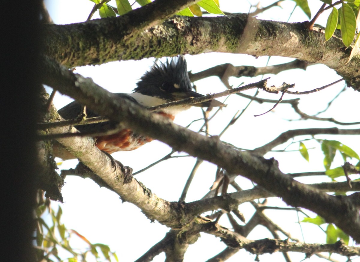 Ringed Kingfisher - ML620332924