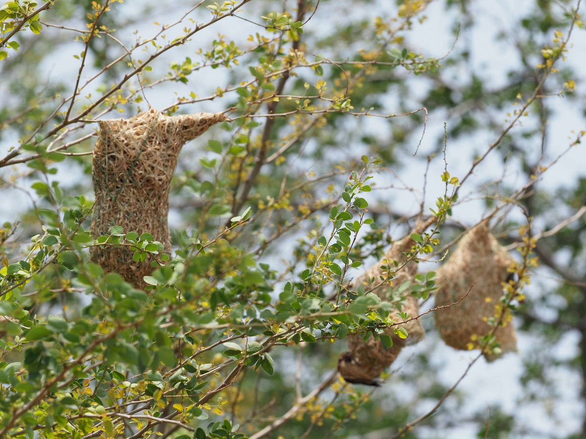 Streaked Weaver - ML620332932