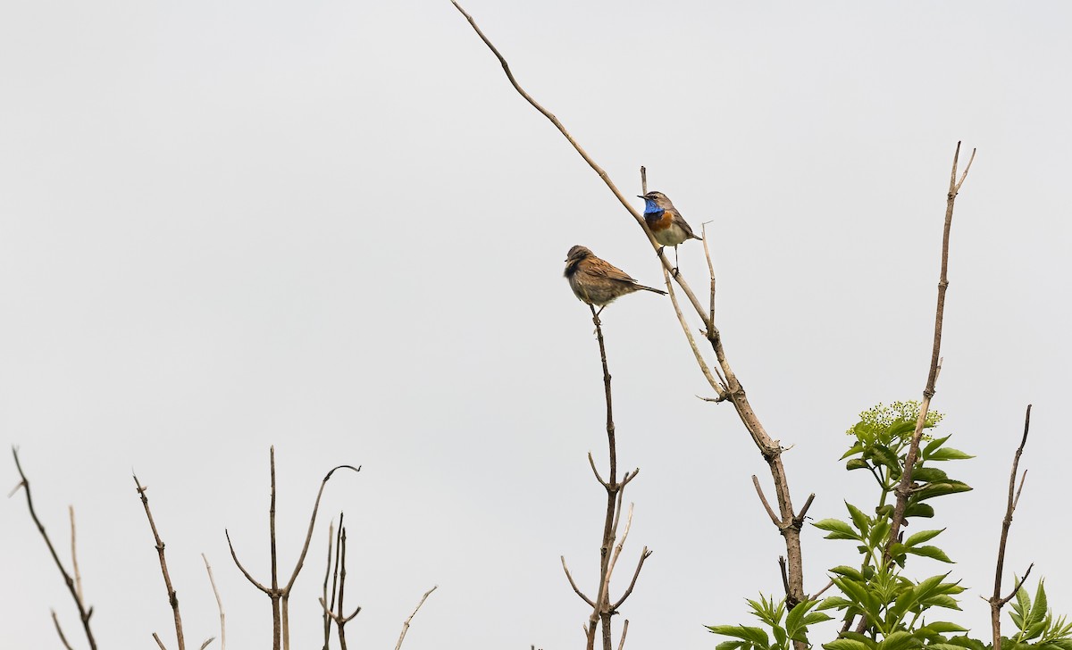 Blaukehlchen - ML620332936