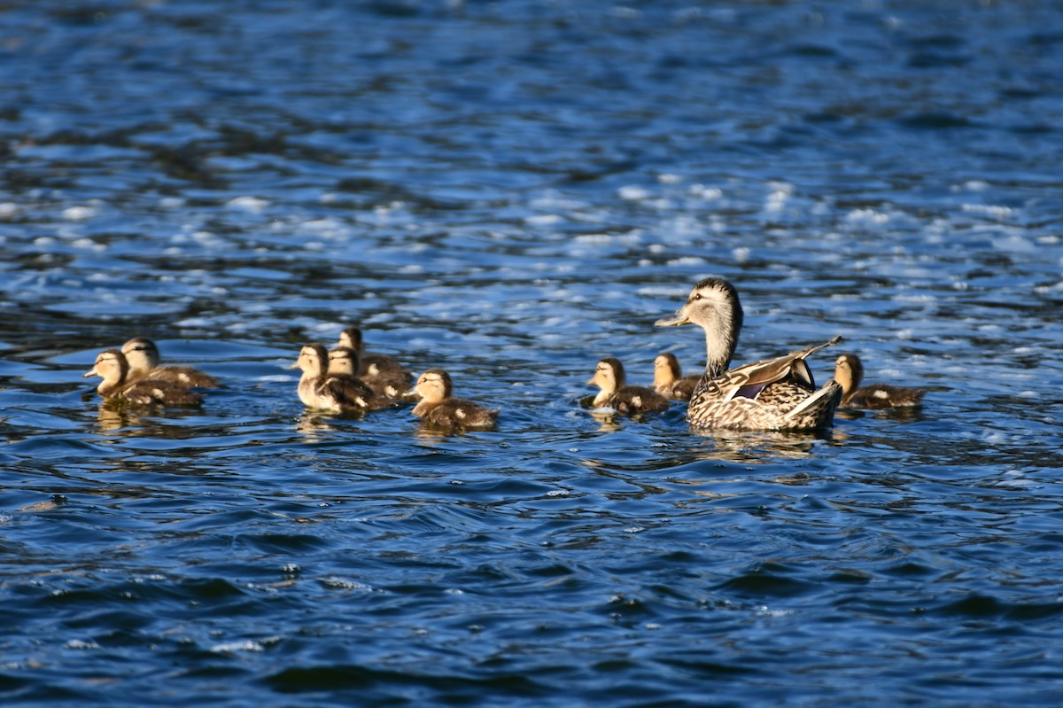 Canard colvert - ML620332941