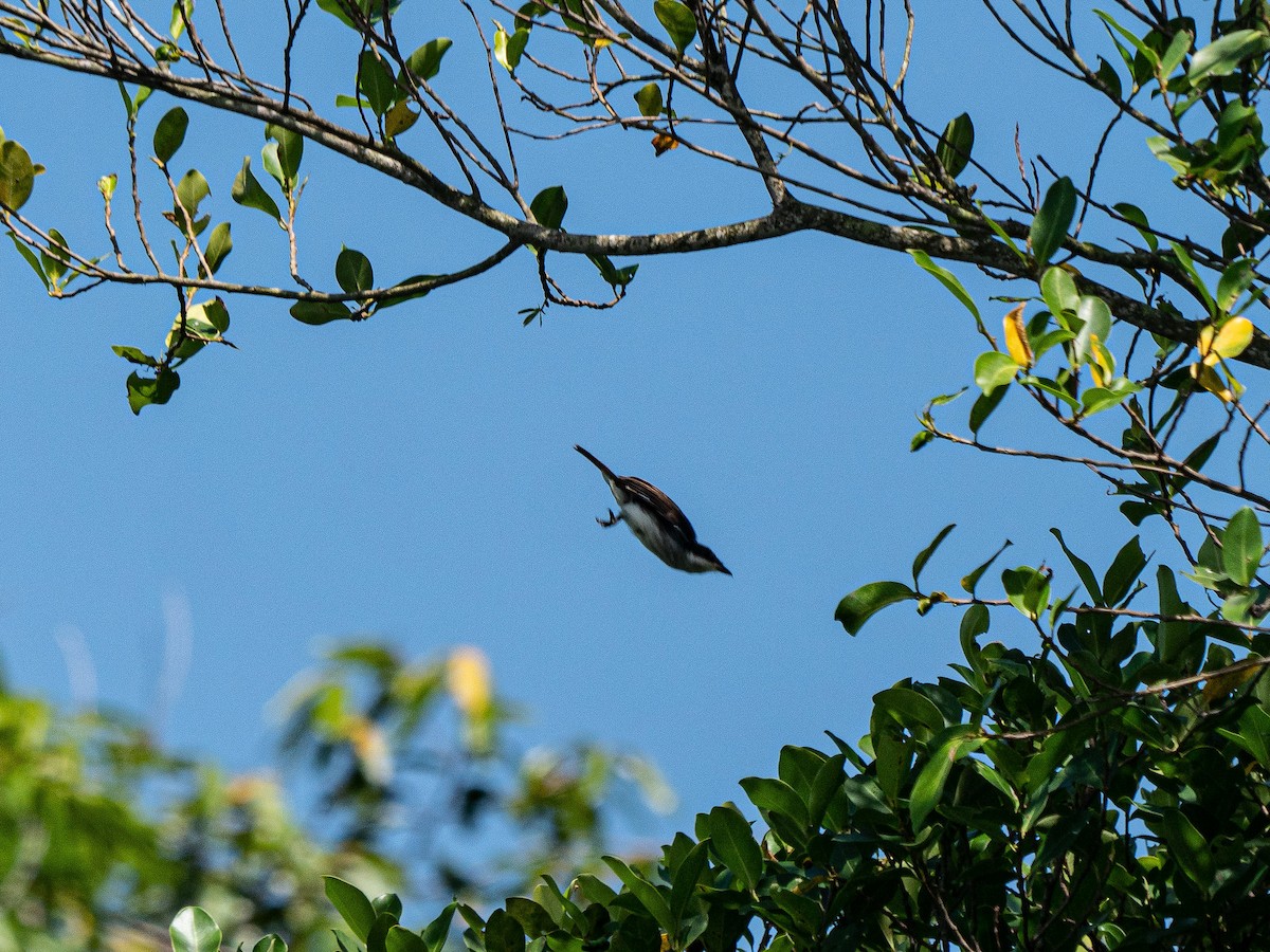Black-winged Flycatcher-shrike - ML620332955