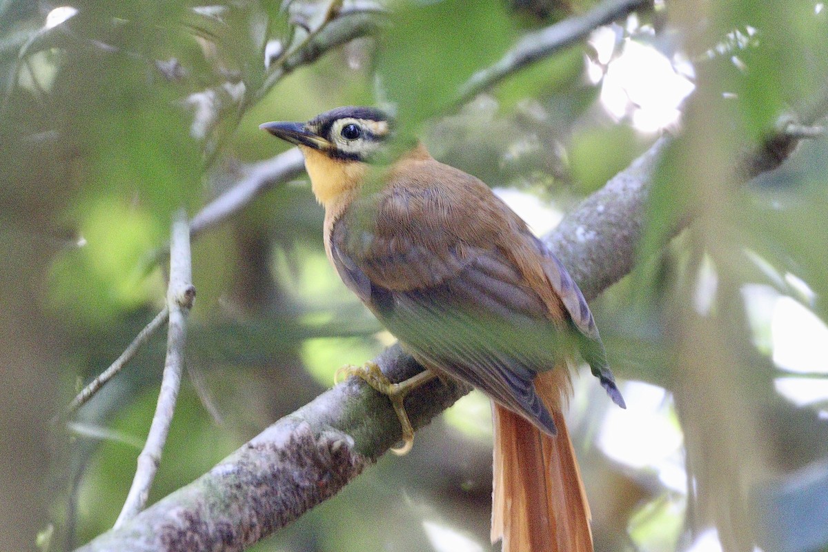 Black-capped Foliage-gleaner - ML620332962