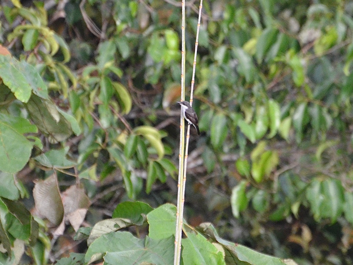 Чернокрылый личинколов - ML620332964
