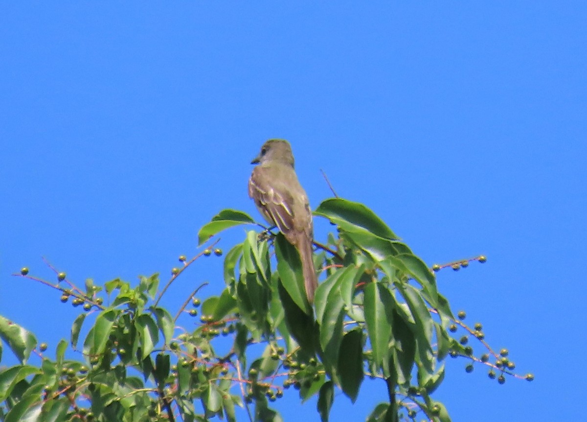Great Crested Flycatcher - ML620332984