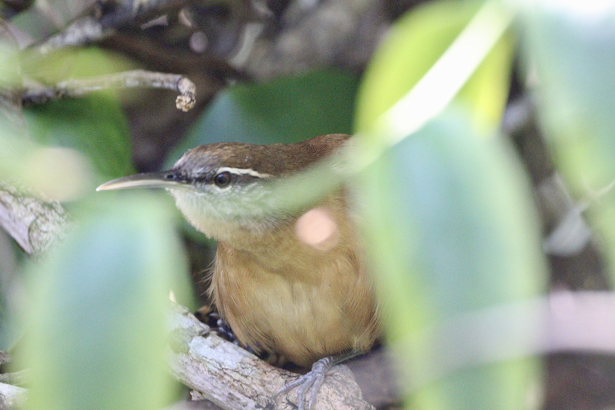 Long-billed Wren - ML620332990