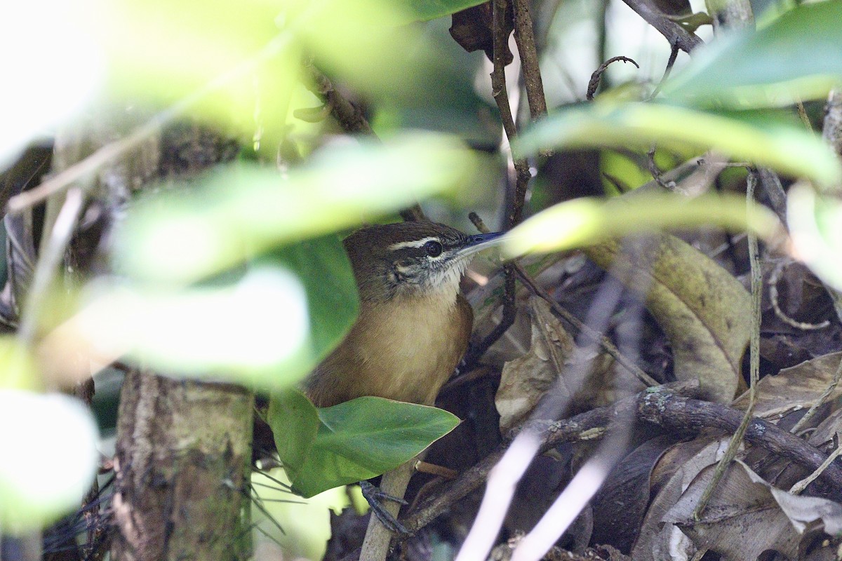 Long-billed Wren - ML620332991