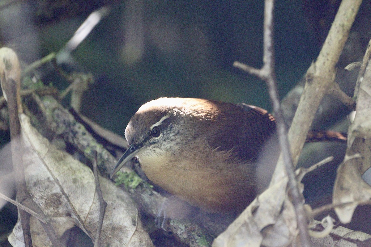 Long-billed Wren - ML620332992