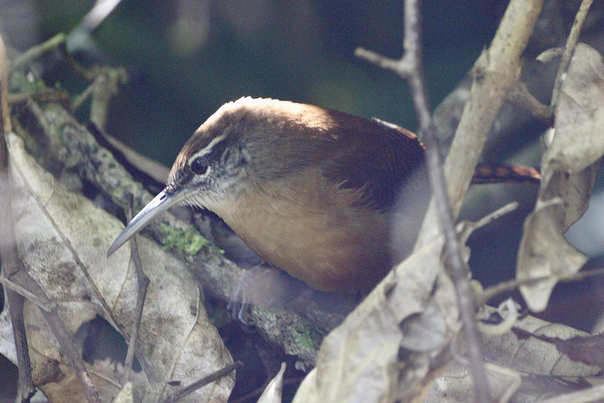 Long-billed Wren - ML620332995