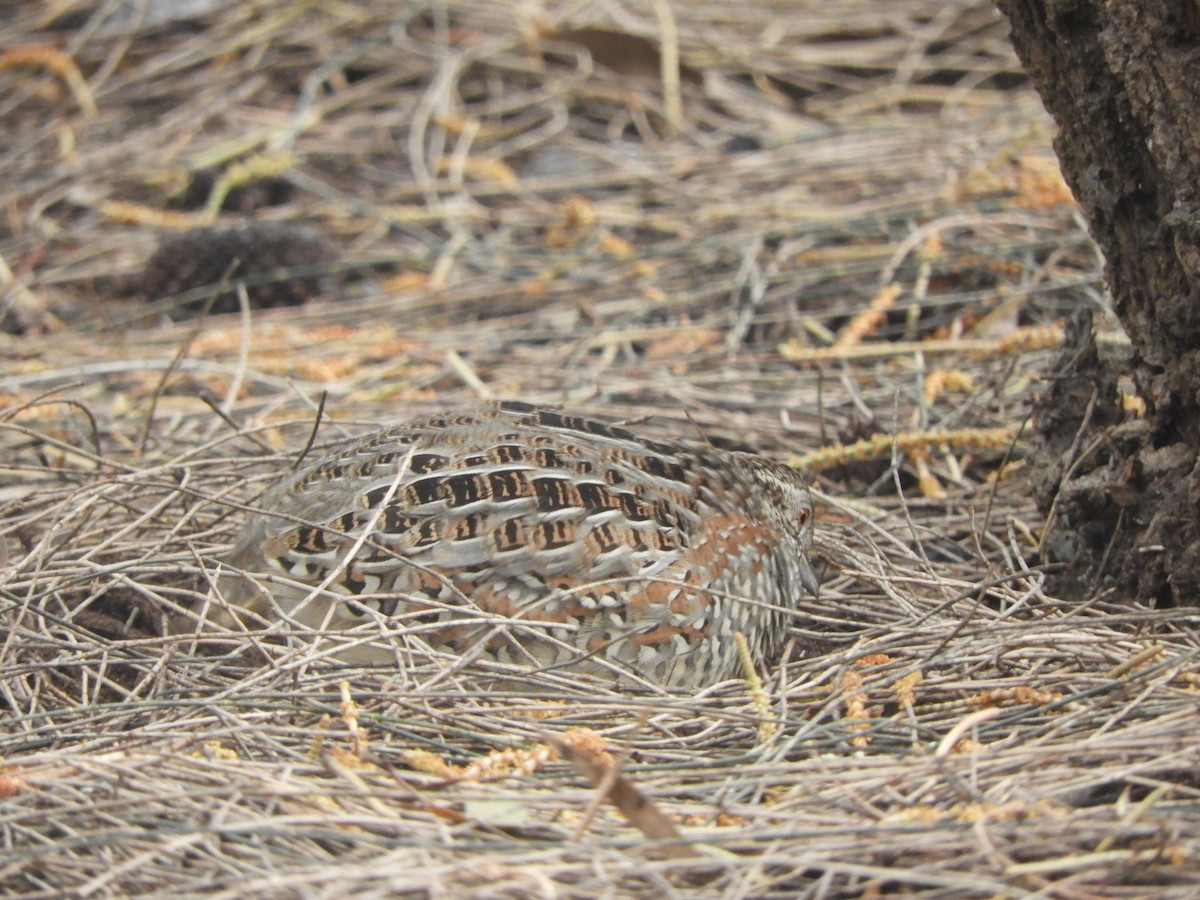 Painted Buttonquail - ML620332998