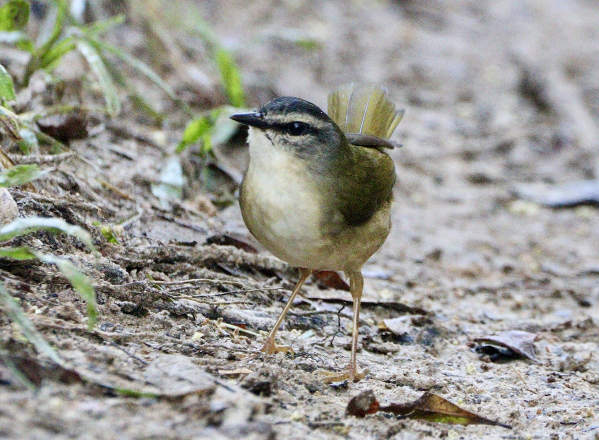 Riverbank Warbler - Edu no Mato