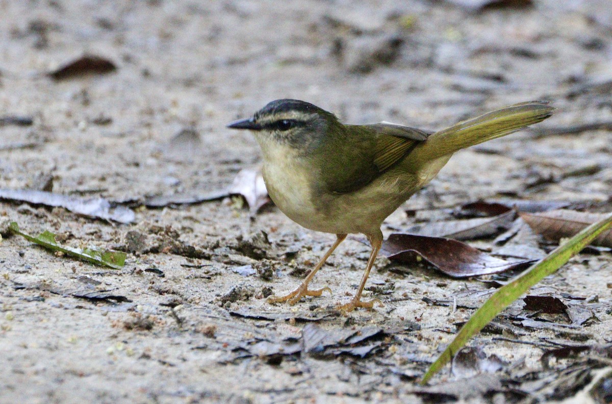 Riverbank Warbler - ML620333002