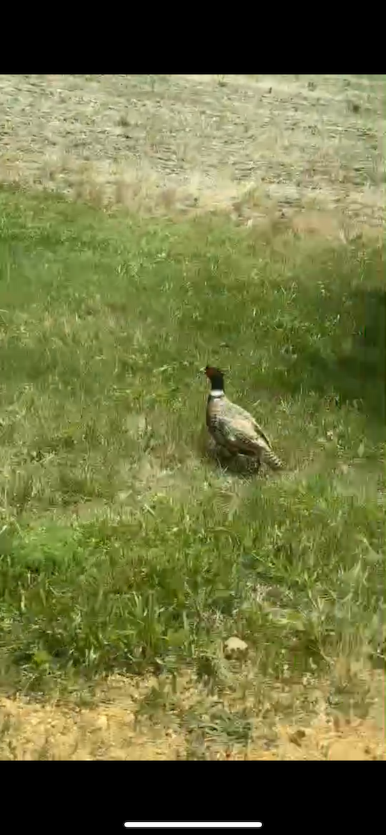 Ring-necked Pheasant (Domestic type) - Scott Clark