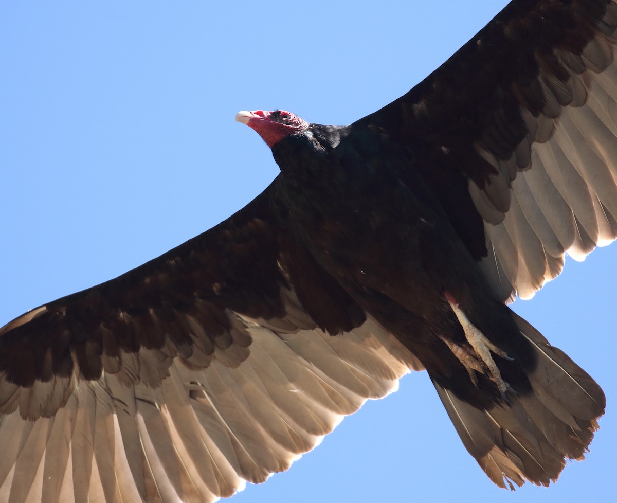 Turkey Vulture - ML62033301