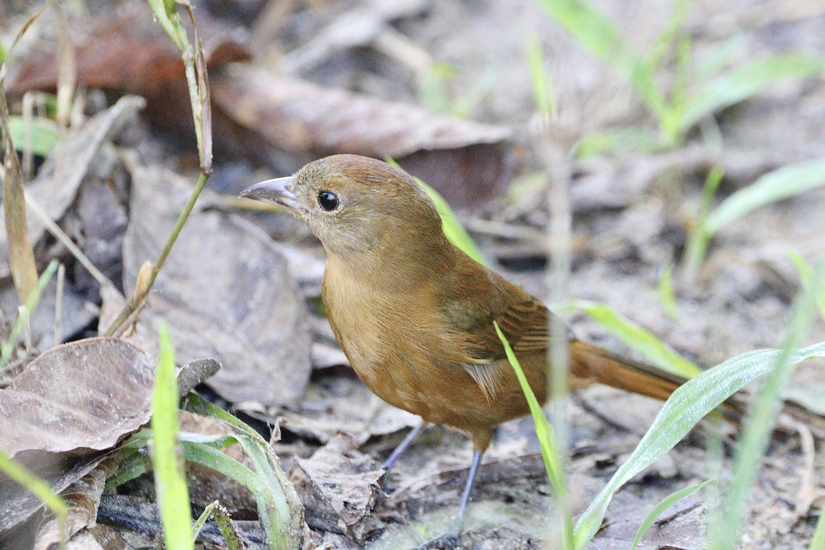 Flame-crested Tanager (Flame-crested) - ML620333010