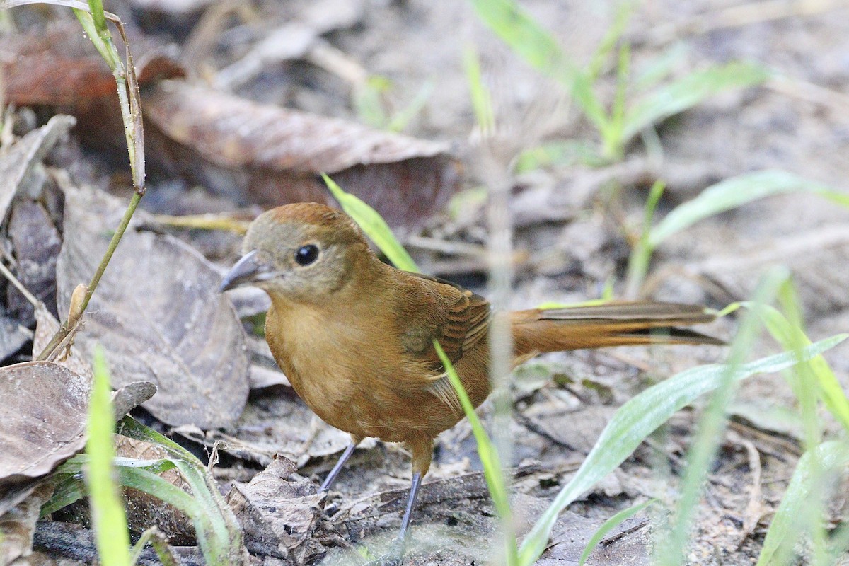 Flame-crested Tanager (Flame-crested) - ML620333011