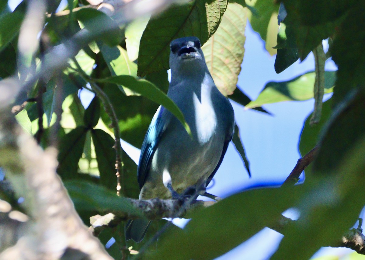 Tangara Cianóptera - ML620333013