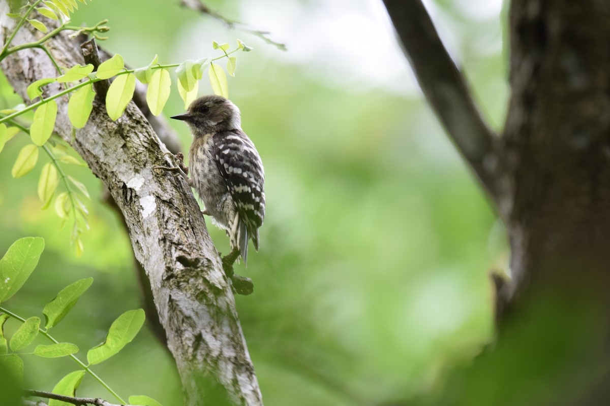 Japanese Pygmy Woodpecker - ML620333015