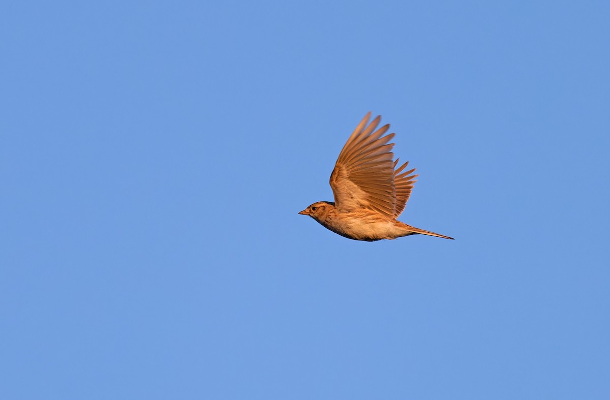 Asian Short-toed Lark - ML620333034