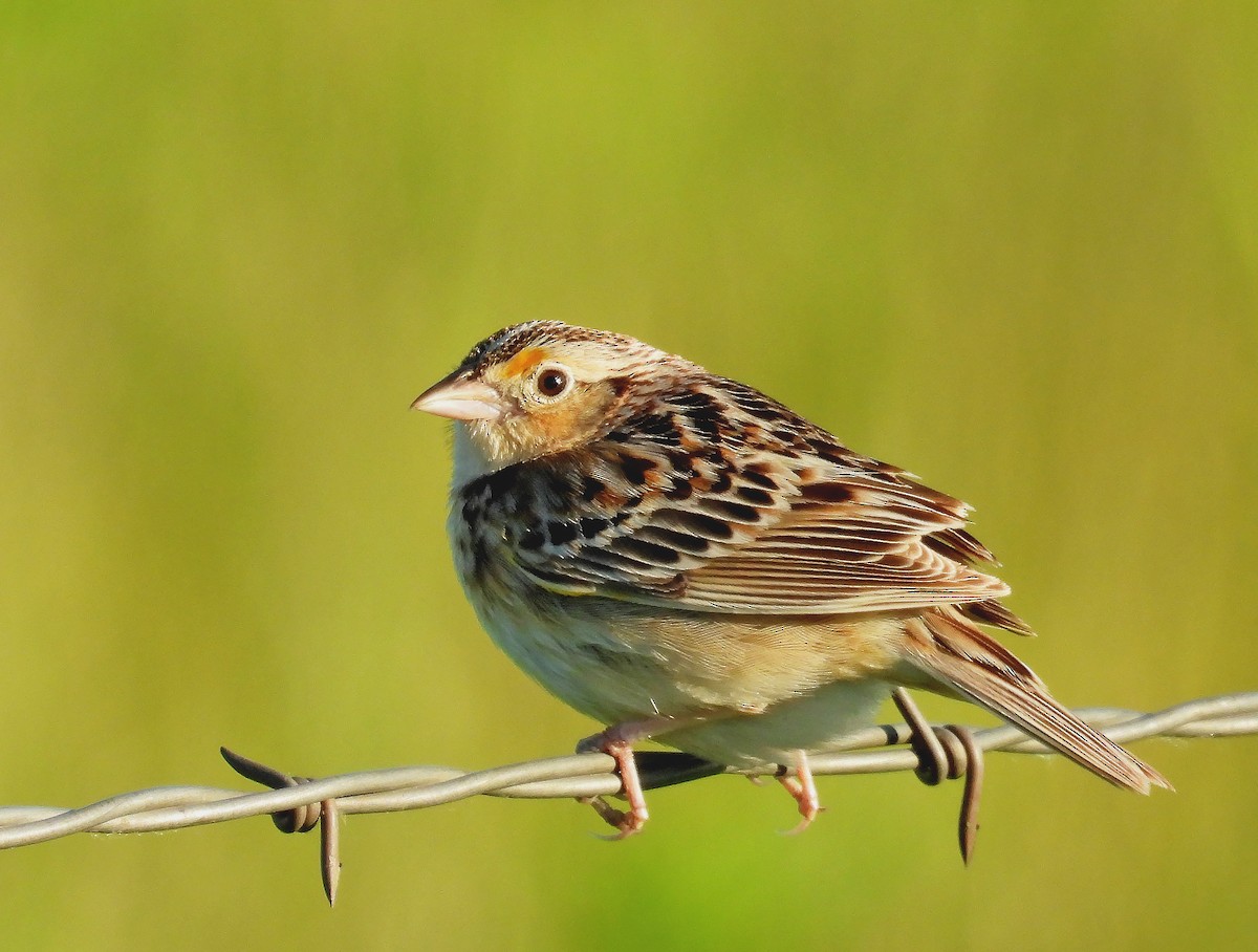 Grasshopper Sparrow - ML620333035