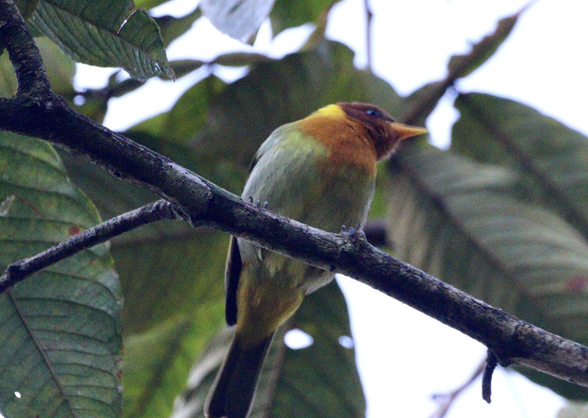 Rufous-headed Tanager - ML620333038