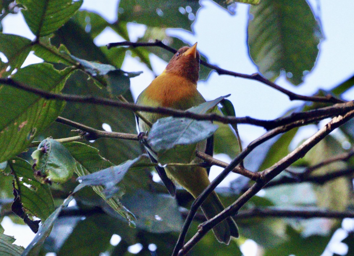 Rufous-headed Tanager - ML620333039