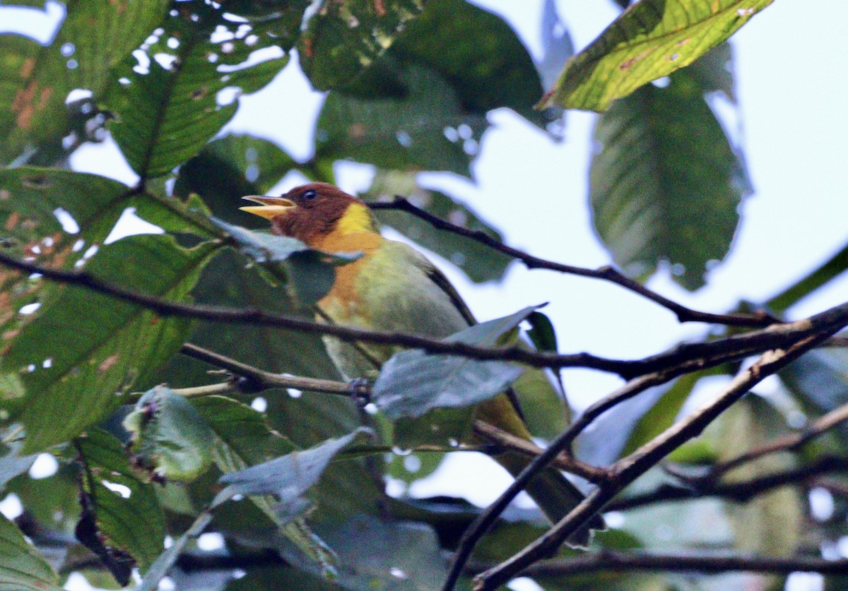 Rufous-headed Tanager - ML620333040