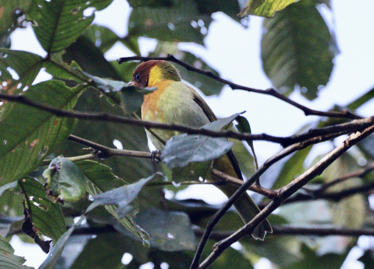 Rufous-headed Tanager - ML620333041