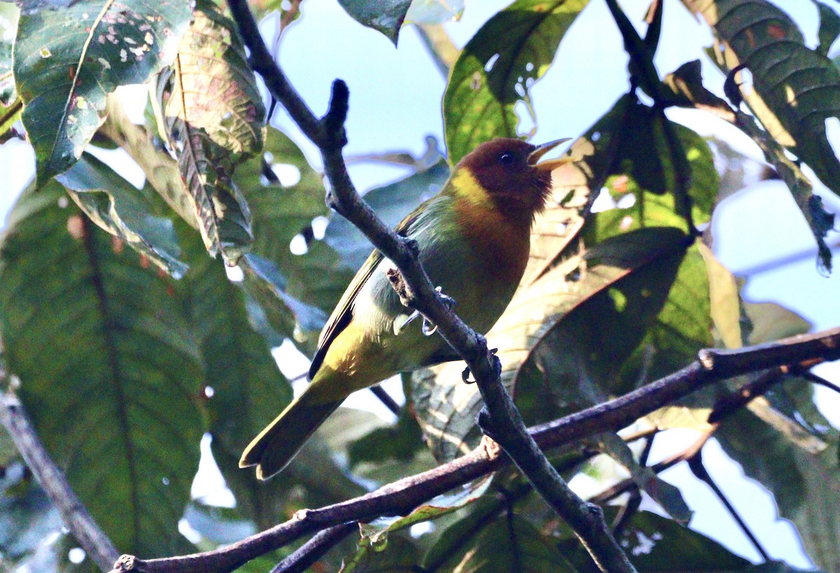 Rufous-headed Tanager - ML620333042