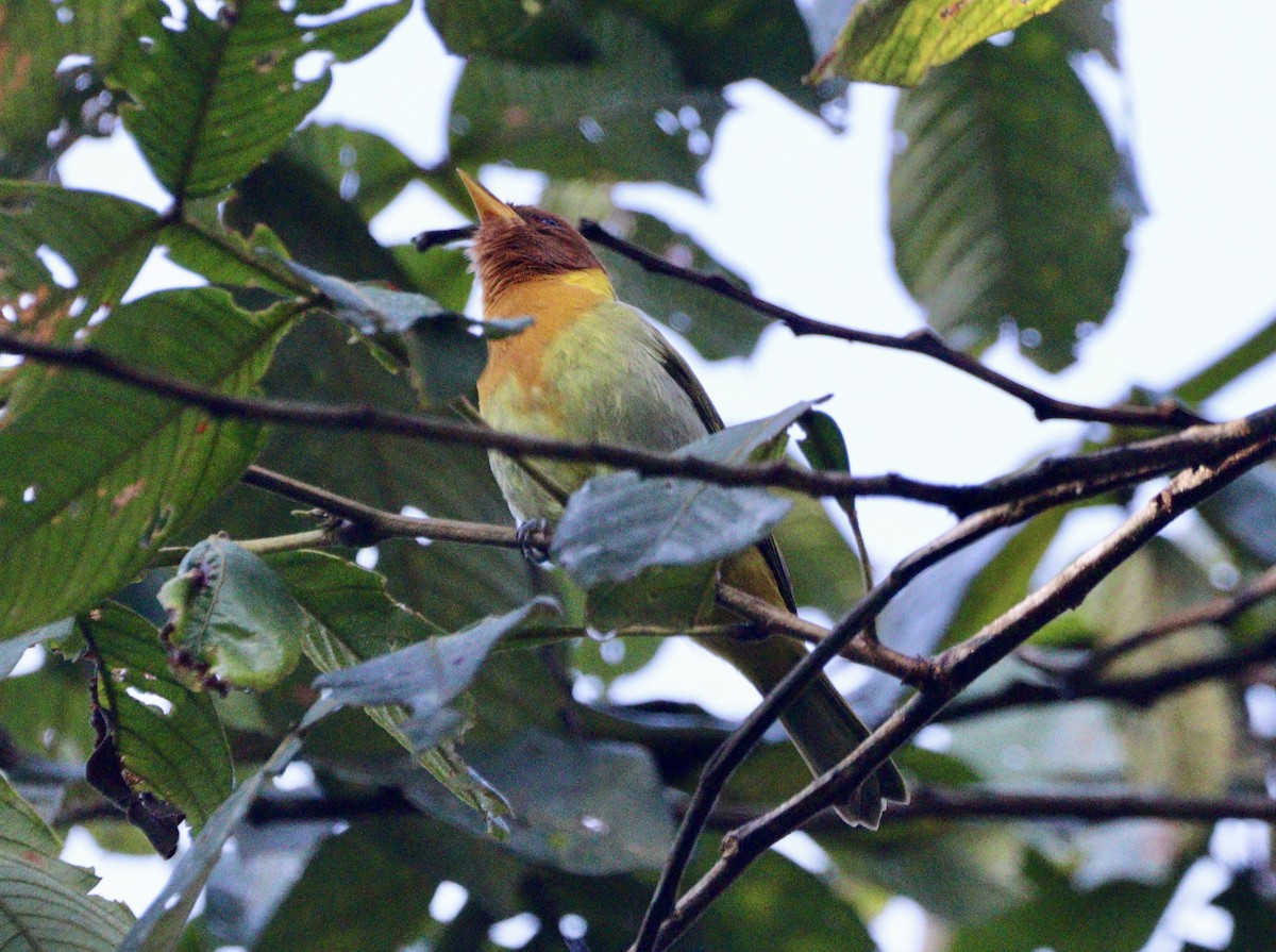 Rufous-headed Tanager - ML620333043