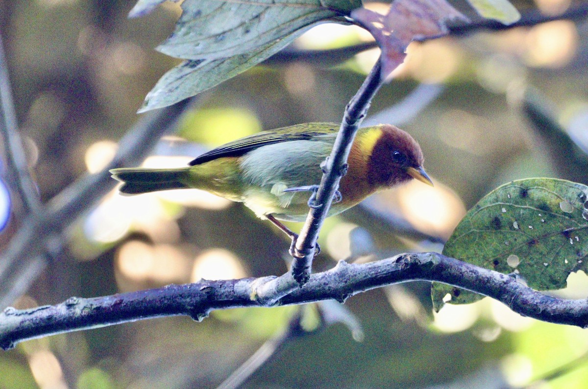 Rufous-headed Tanager - ML620333047