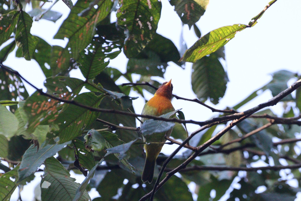 Rufous-headed Tanager - ML620333050