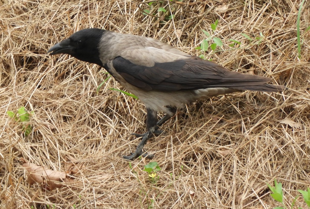Hooded Crow - ML620333051